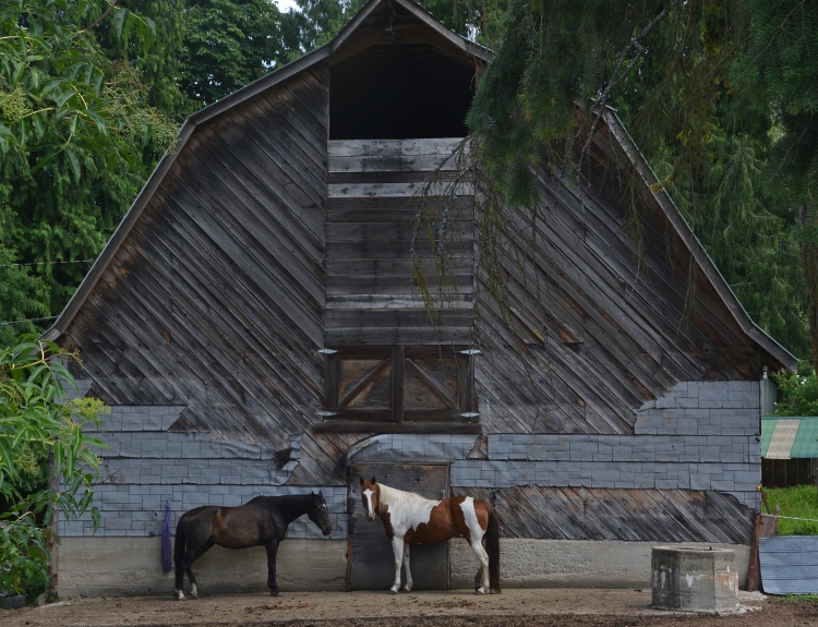 horses